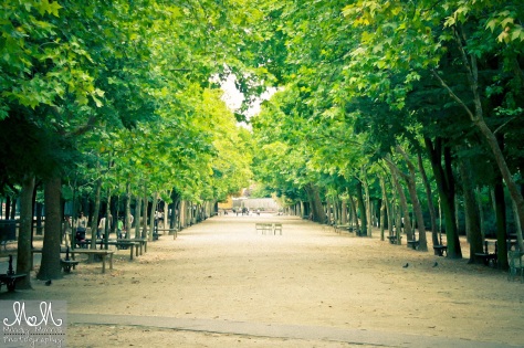 Tree Lined Path Paris